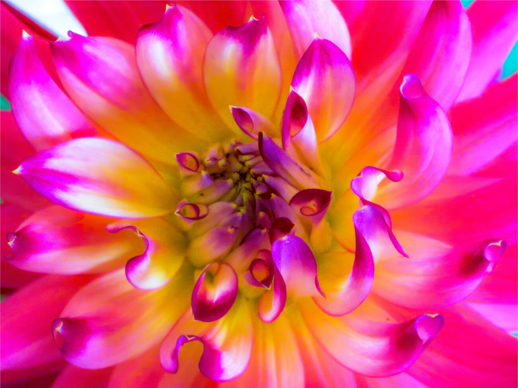Pink Dahlia