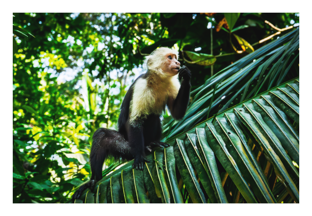 Capuchin Monkey