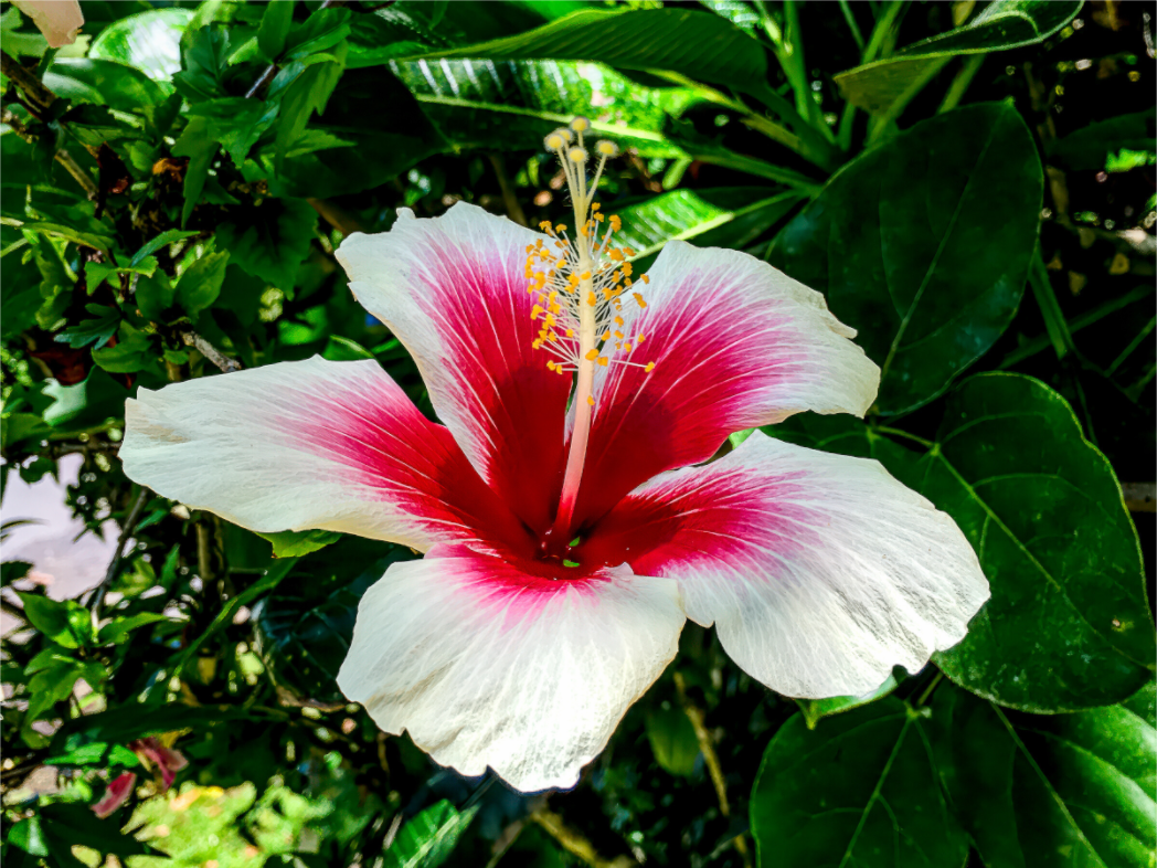 Hawai'ian Hibiscus