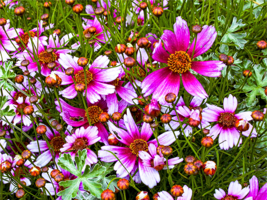 Mexican Aster
