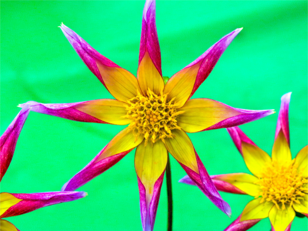 Purple & Yellow Dahlia