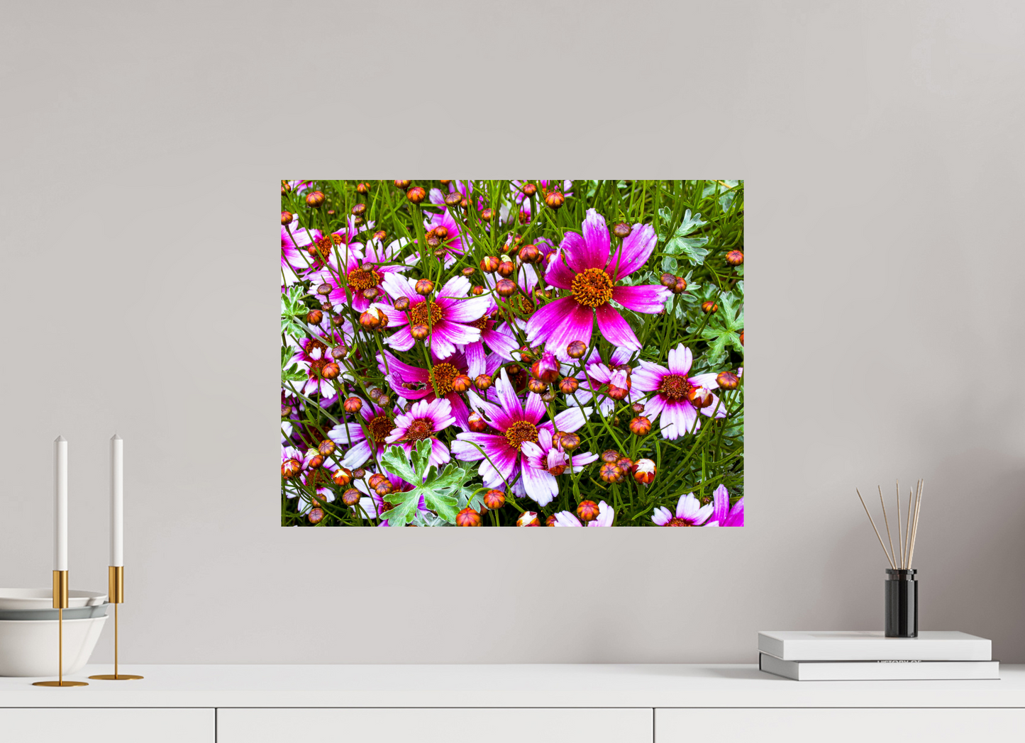 Mexican Aster