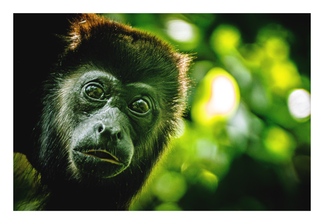 Howler Monkey
