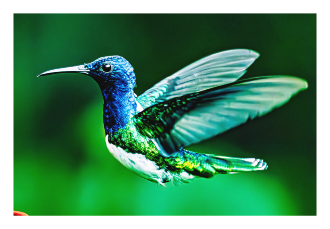 Jacobin Hummingbird