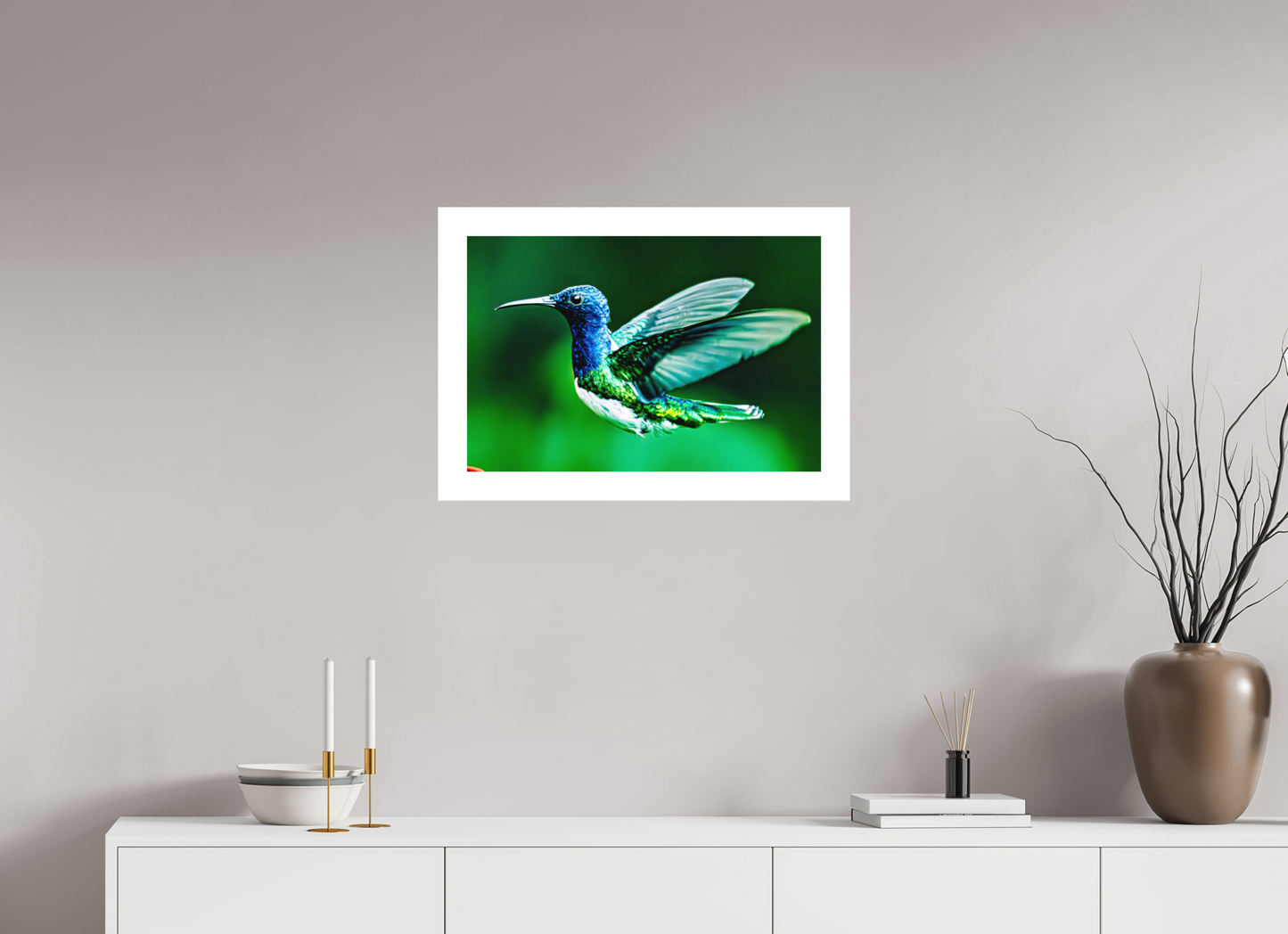 Jacobin Hummingbird