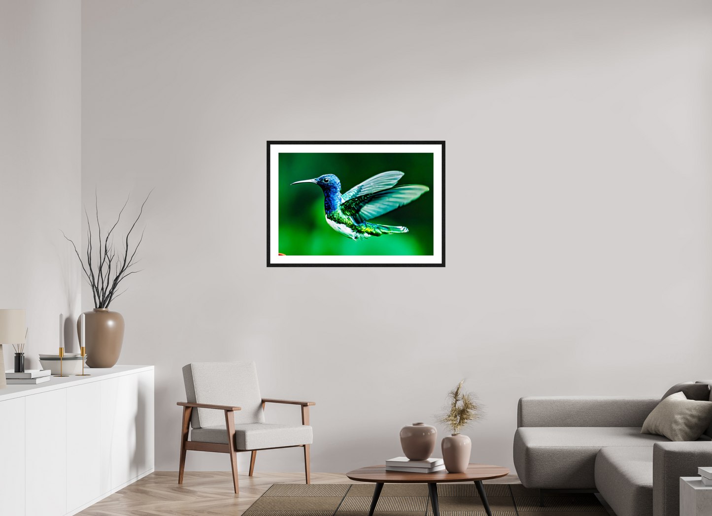 Jacobin Hummingbird