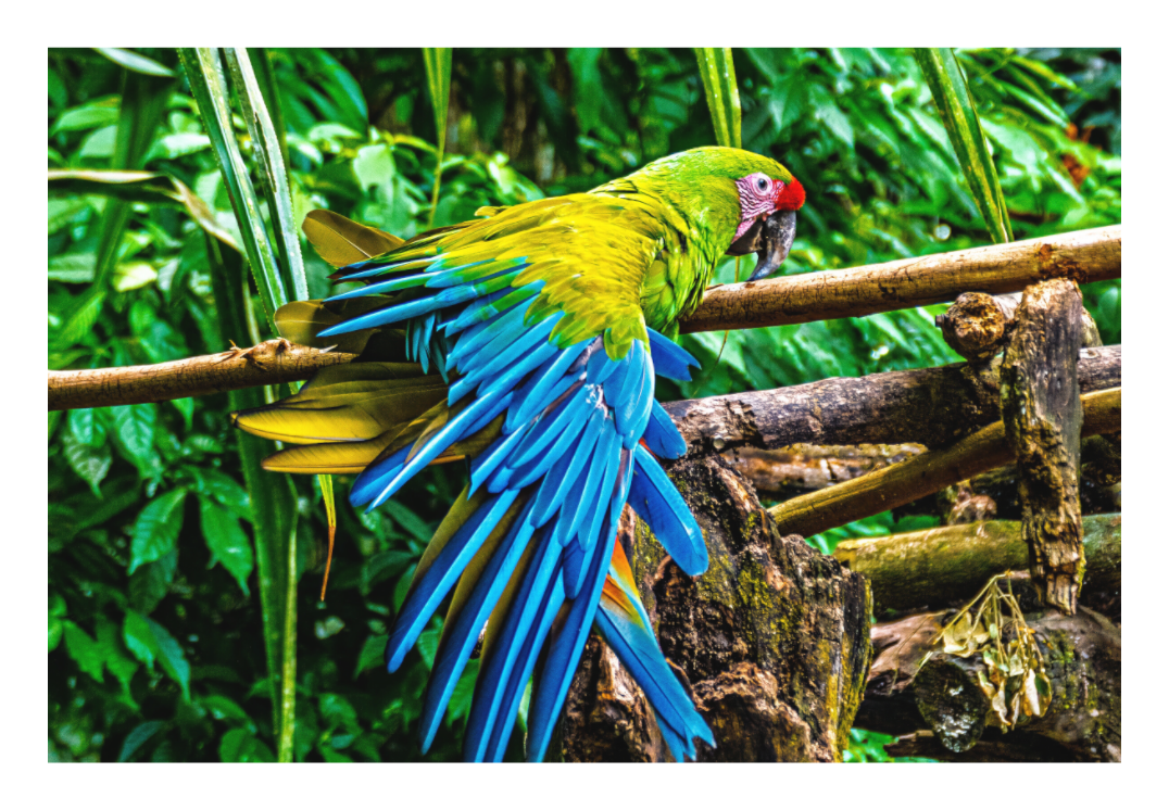 Macaw Wing