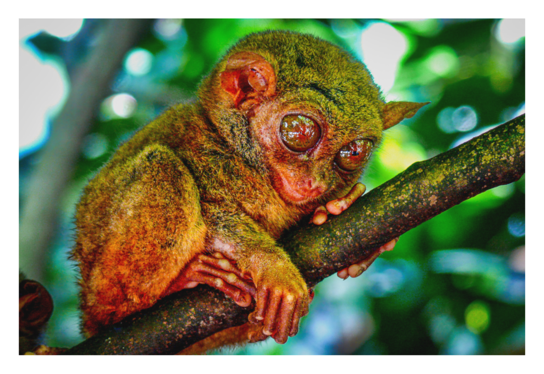 Philippine Tarsier