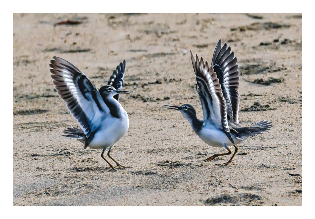 Dancing Sandpiper