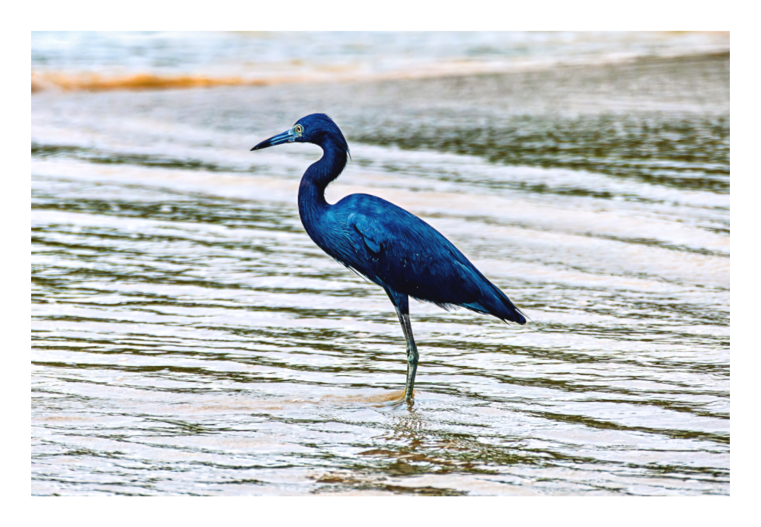 Little Blue Heron