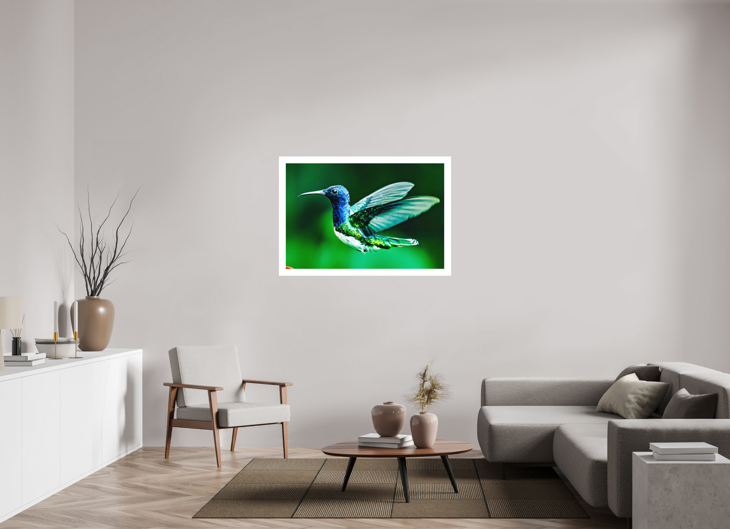 Jacobin Hummingbird