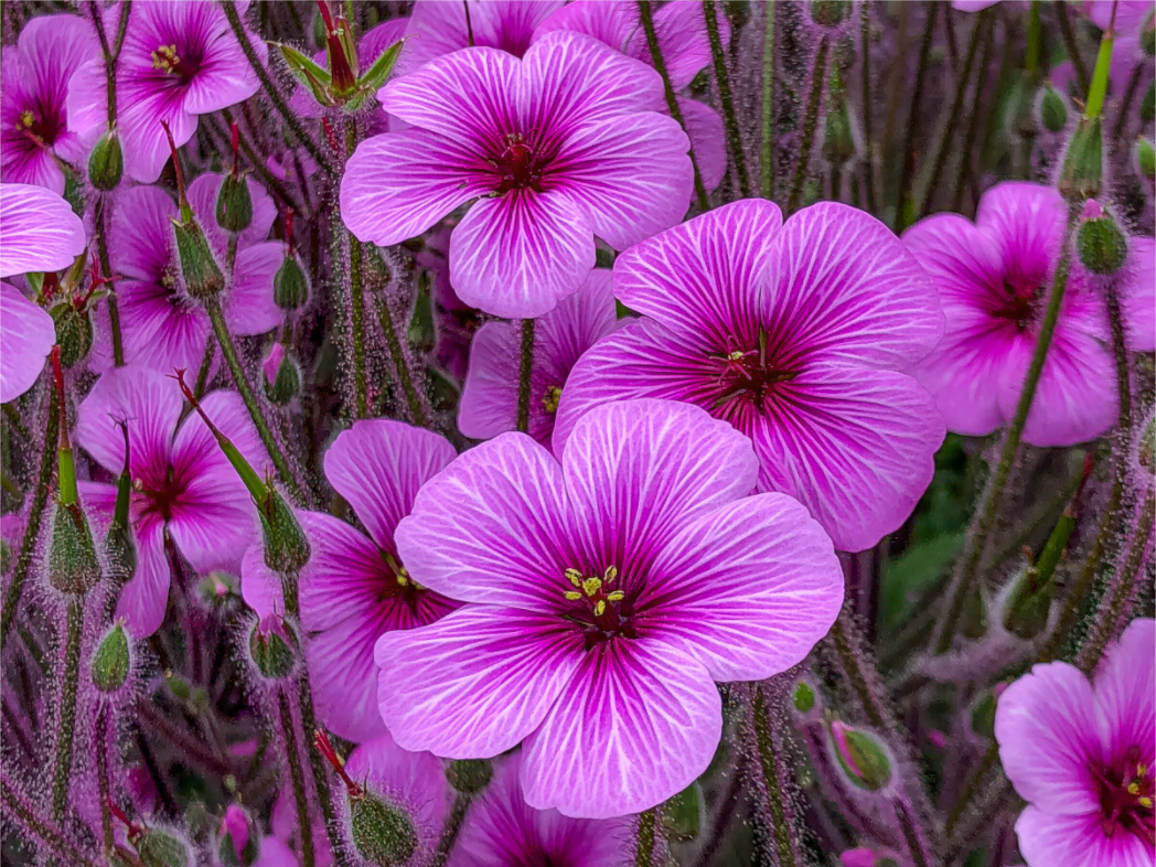 Pink Sorrel