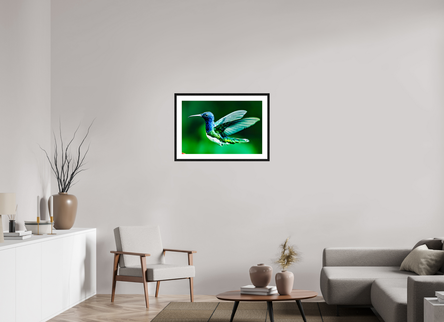 Jacobin Hummingbird