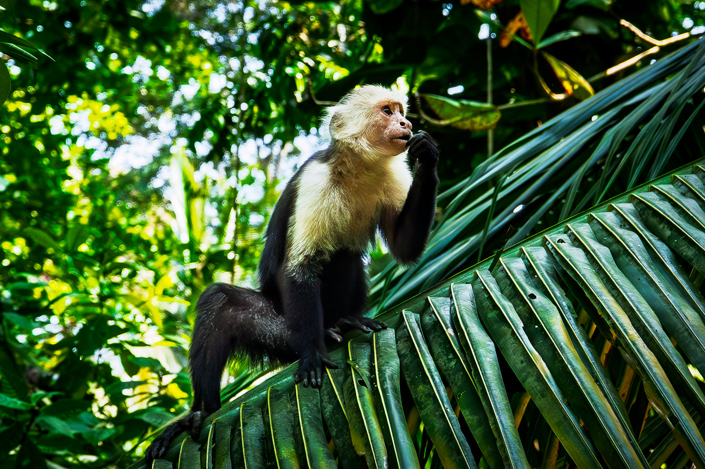 Capuchin Monkey