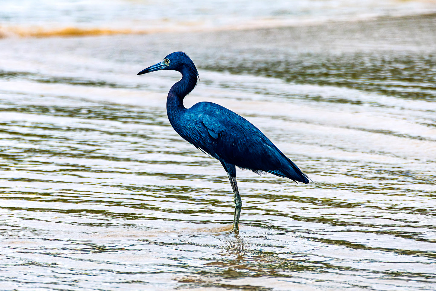 Little Blue Heron