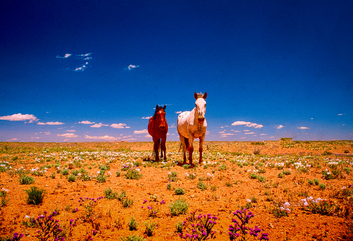 Navajo Horses