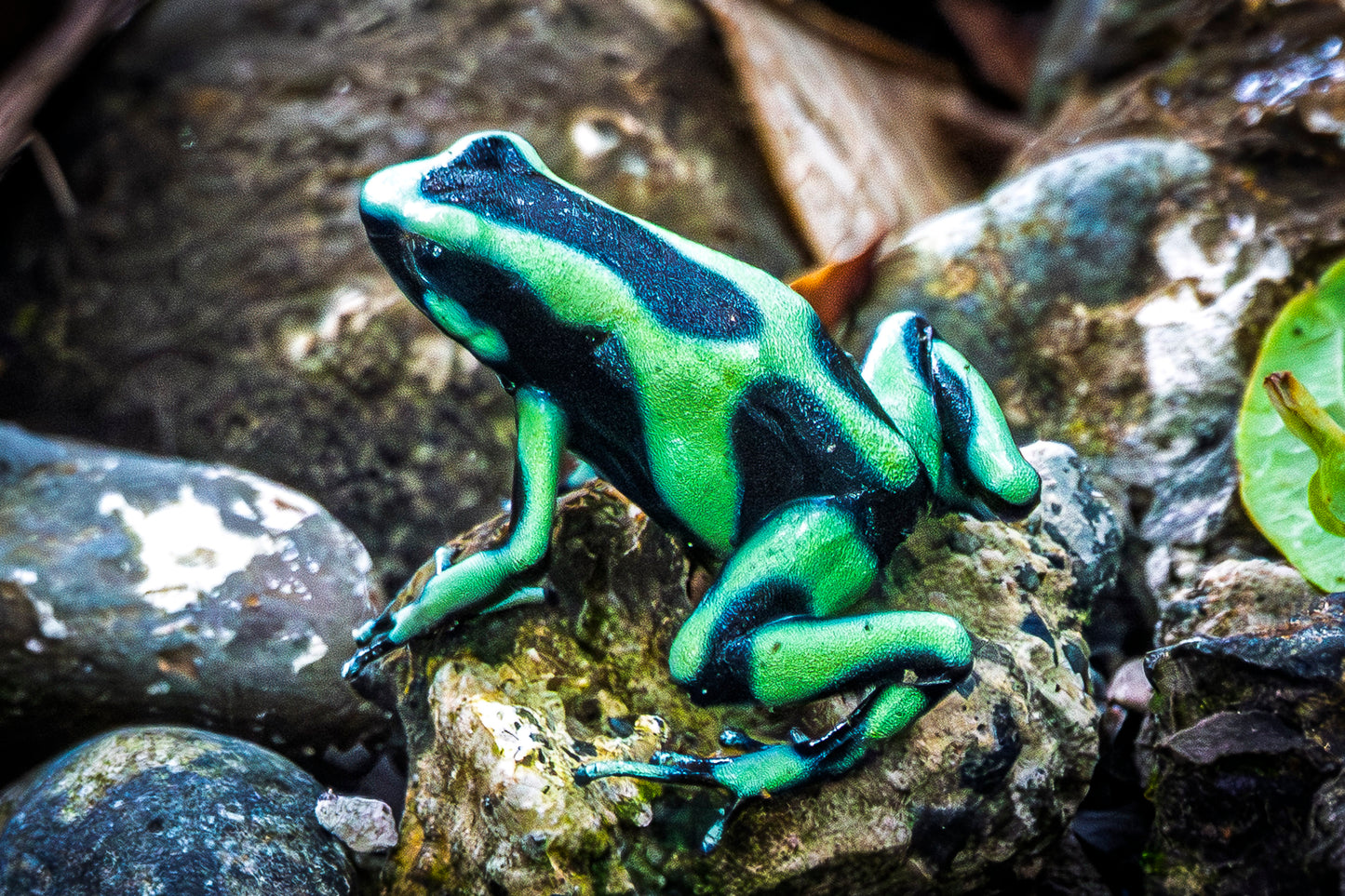 Poison Dart Frog