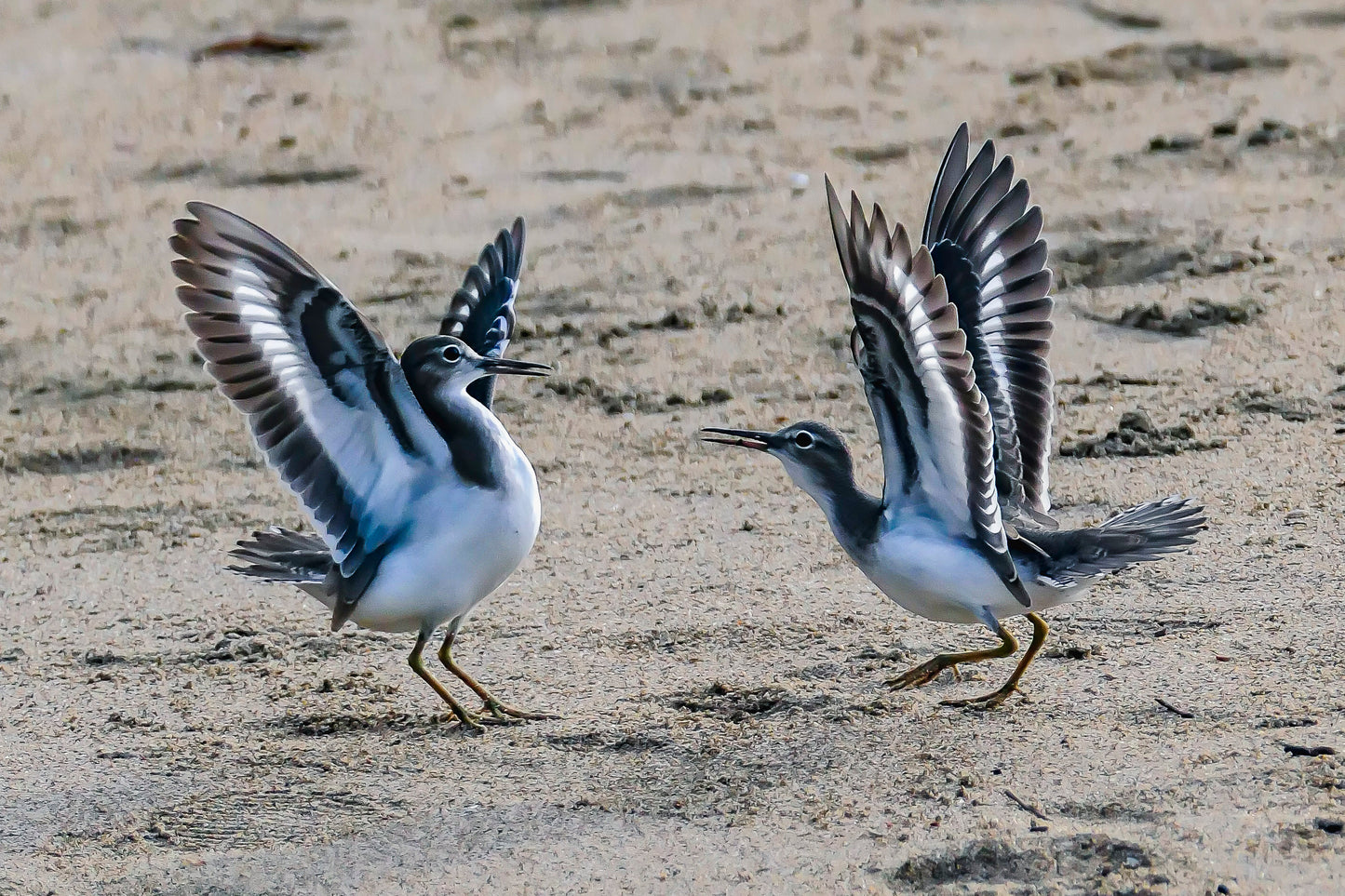 Dancing Sandpiper