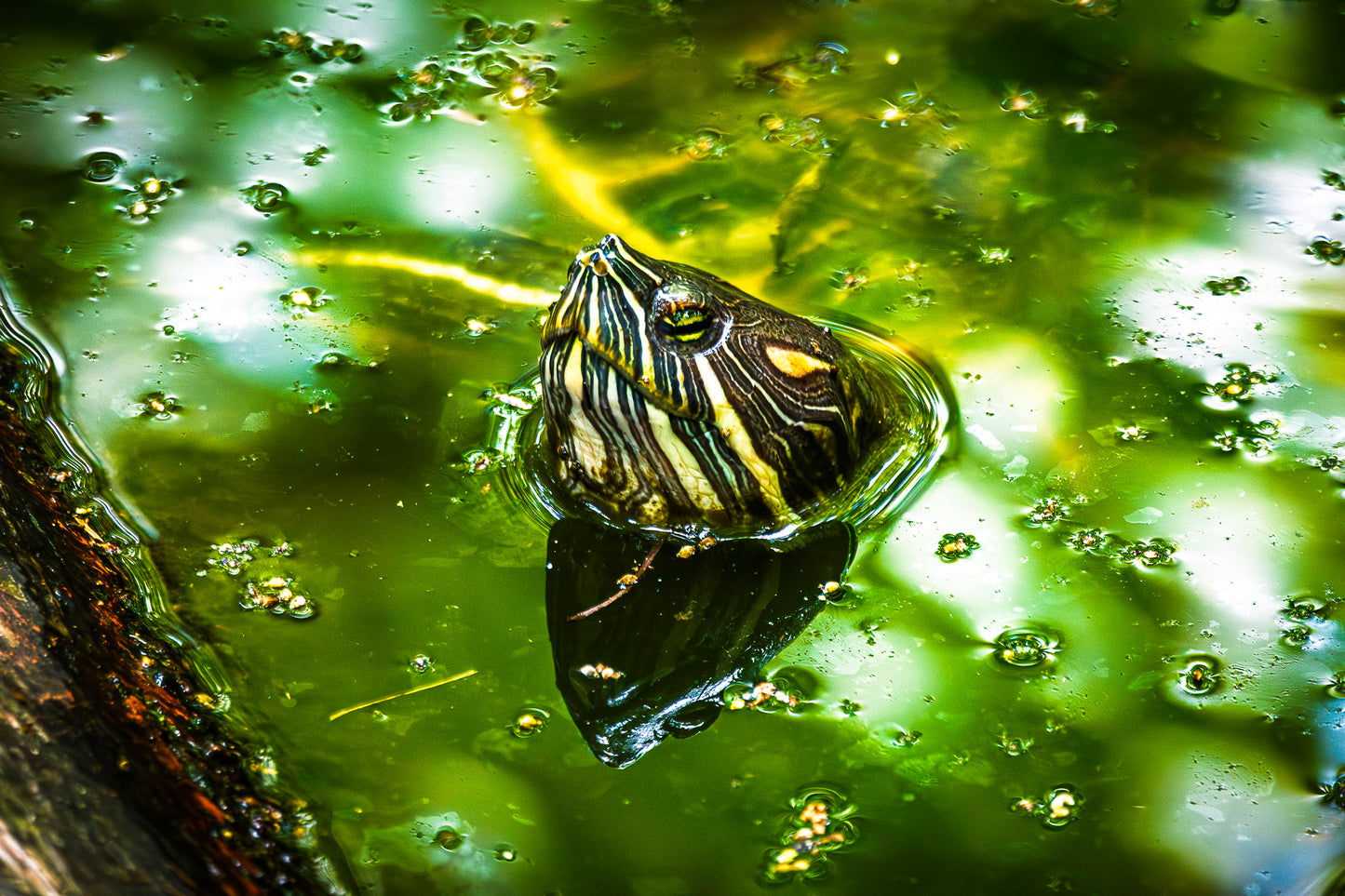 Red Eared Slider Turtle