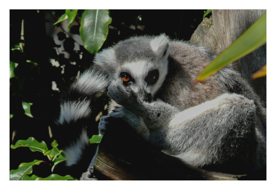 Ring-Tailed Lemur