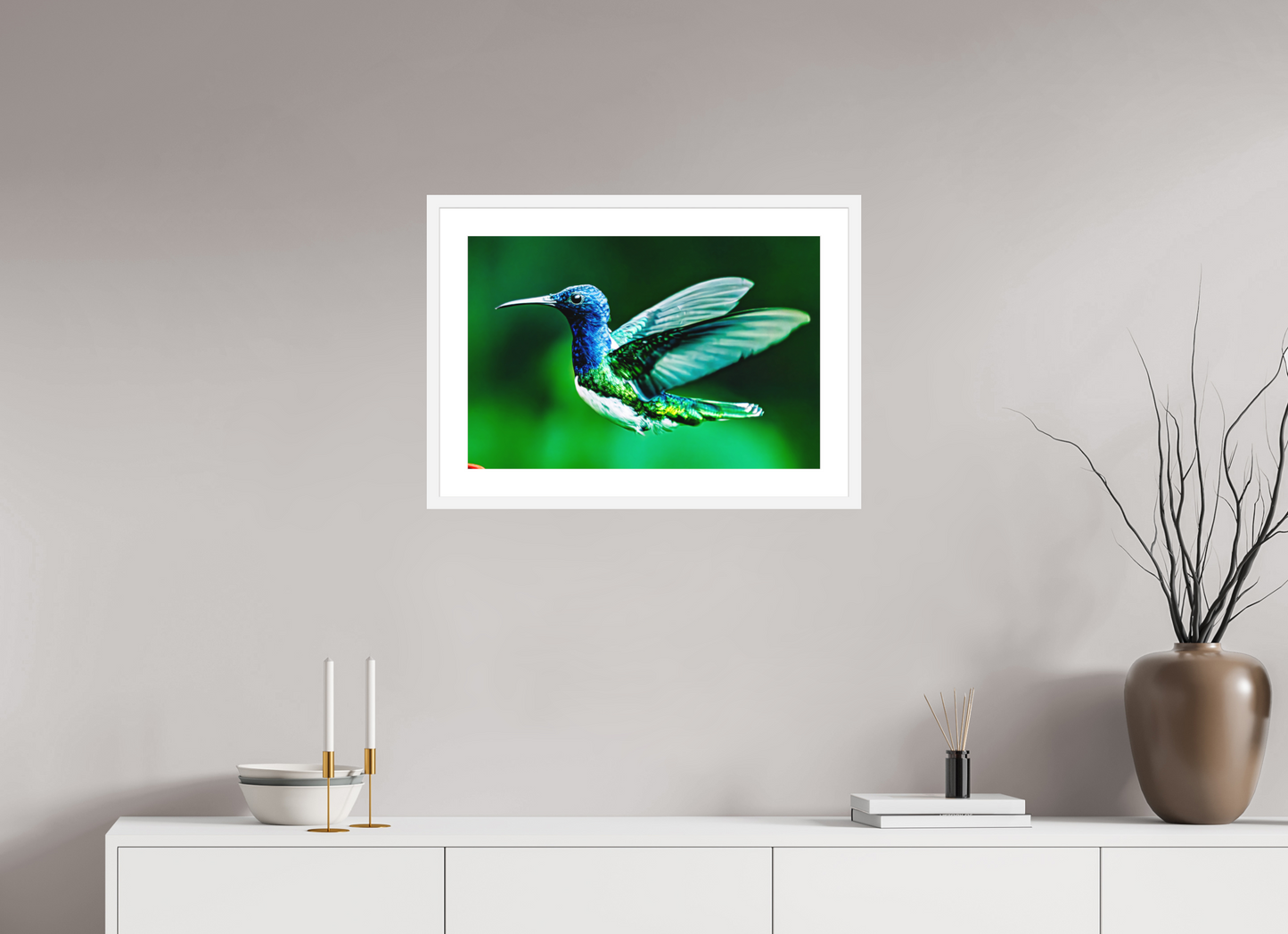 Jacobin Hummingbird