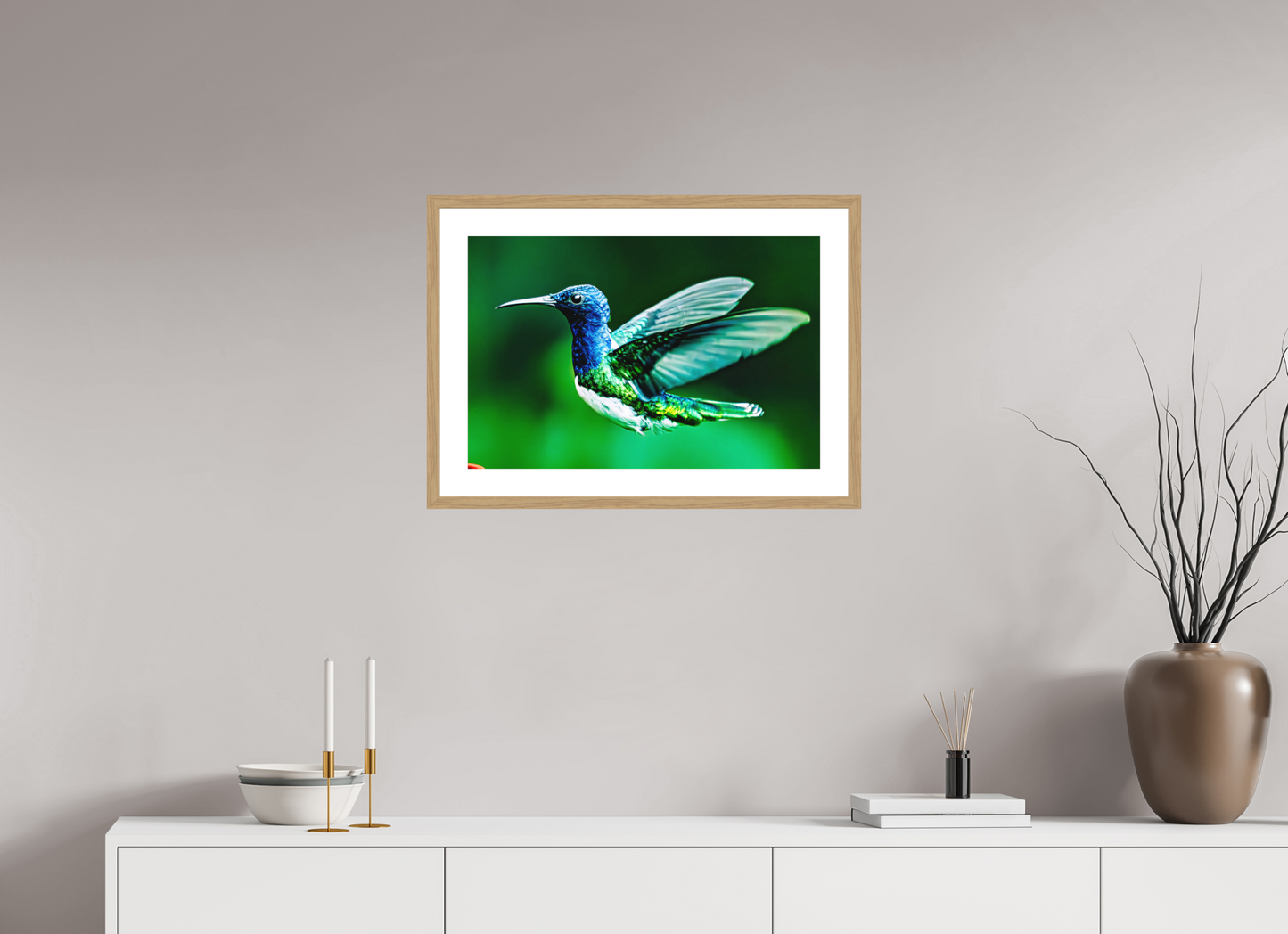 Jacobin Hummingbird