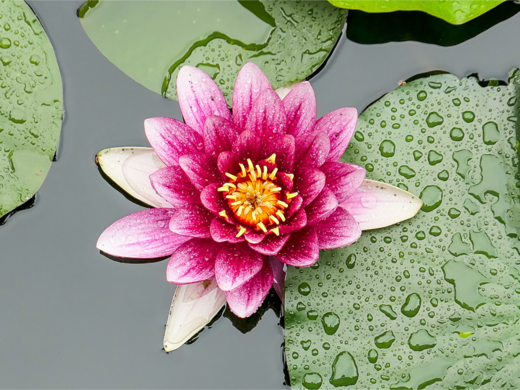 Lotus Flower