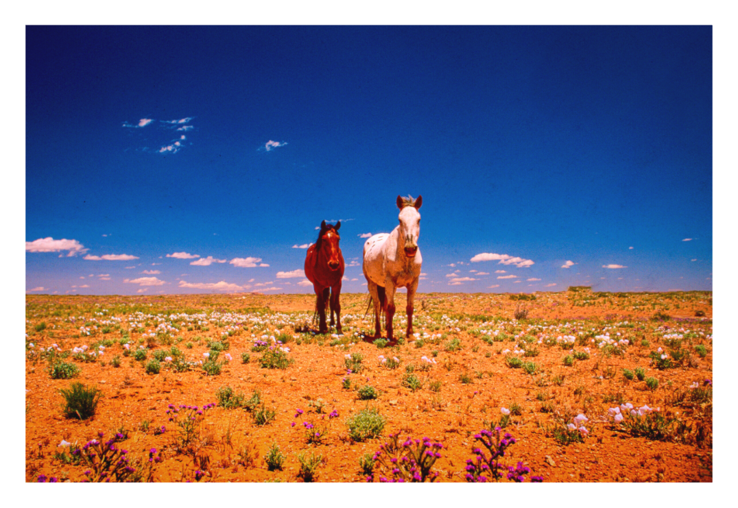 Navajo Horses