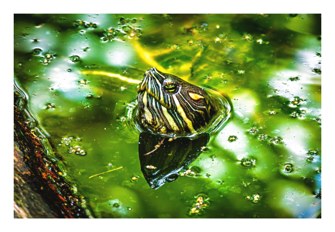 Red Eared Slider Turtle