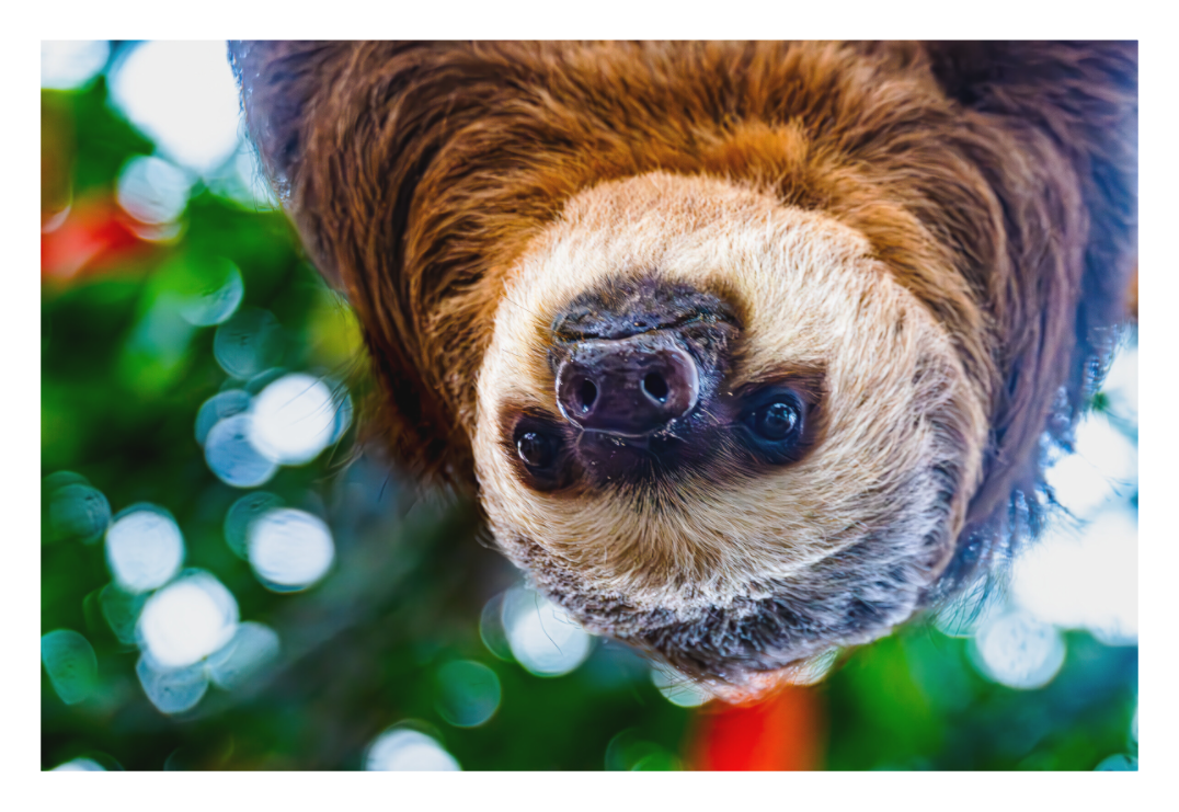 Hanging Two-Toed Sloth