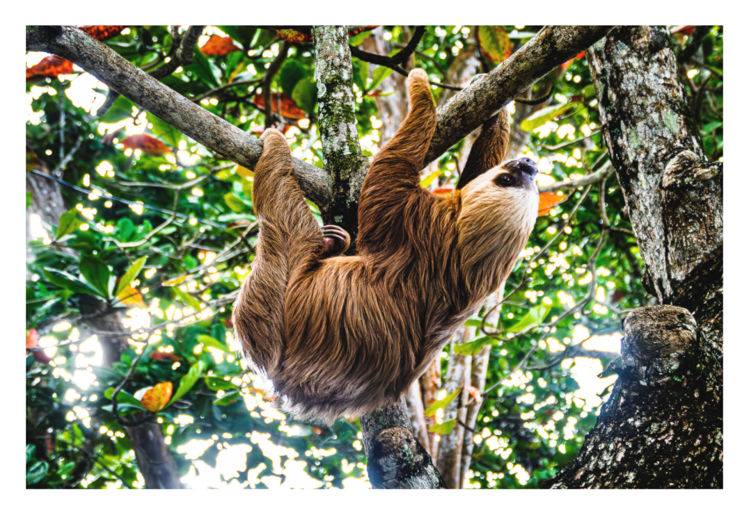 Two-Toed Sloth