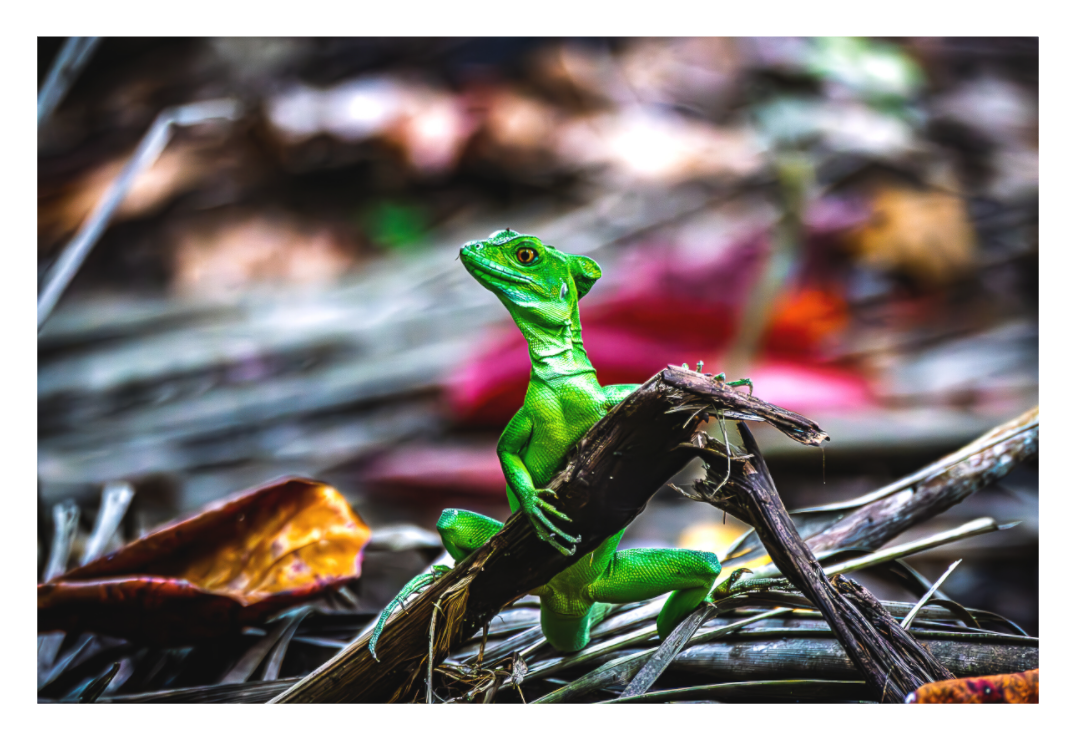Jesus Christ Lizard