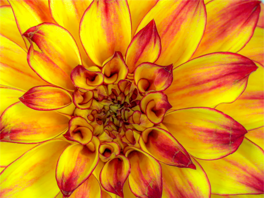Golden Dahlia
