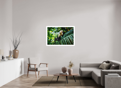 Capuchin Monkey
