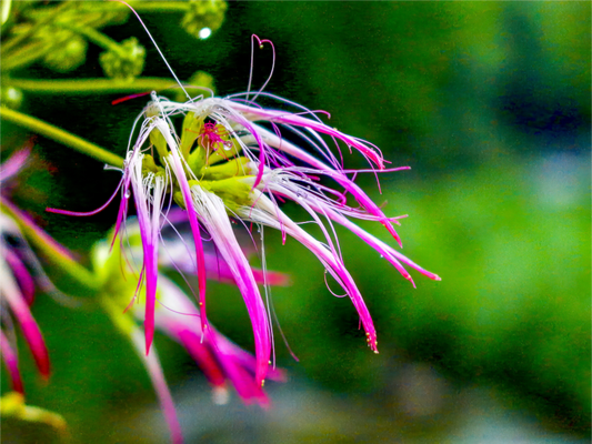 Fringed Pink Primadonna
