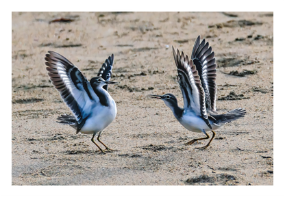 Dancing Sandpiper
