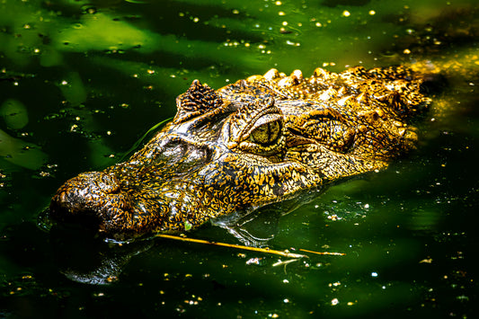 Caiman Crocodile