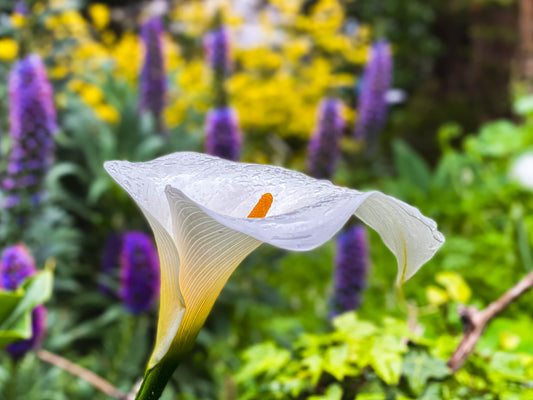 Calla Lily