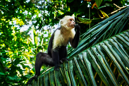 Capuchin Monkey