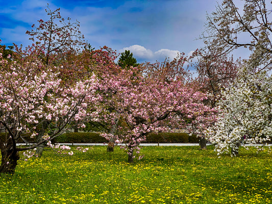Cherry Blossom