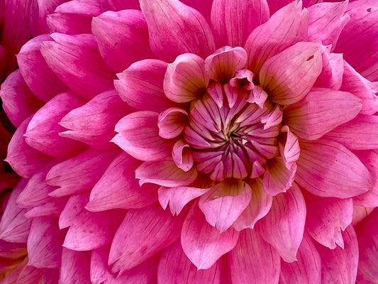 Garden Dahlia