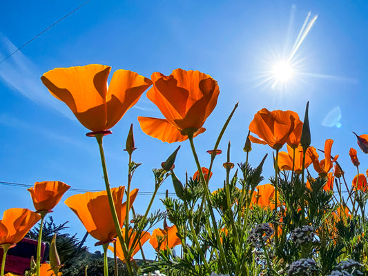 Golden Poppy