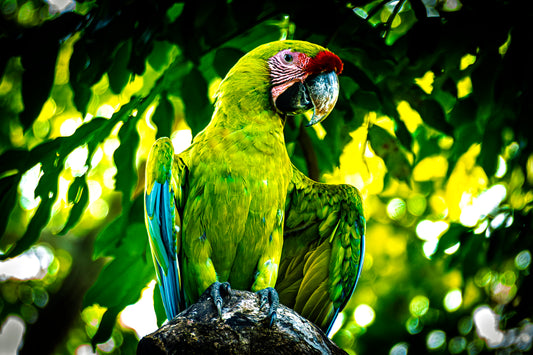 Great Green Macaw