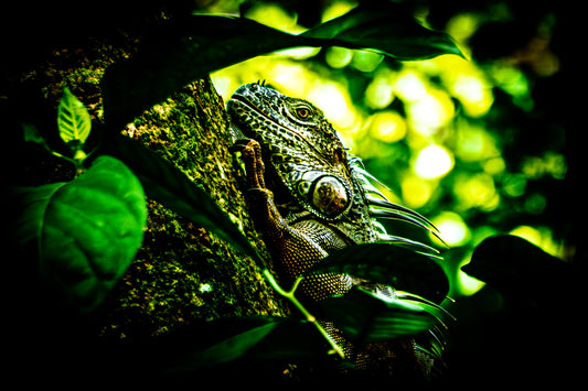 Green Iguana