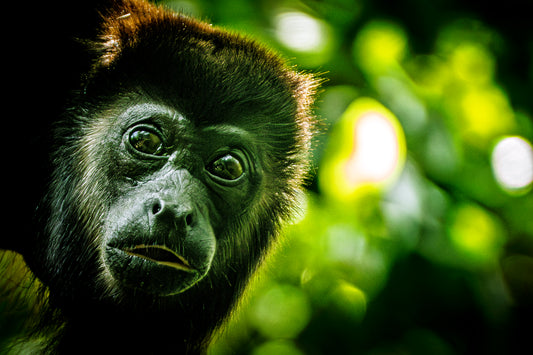 Howler Monkey