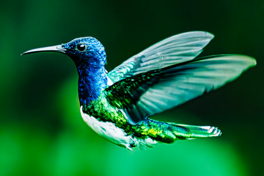 Jacobin Hummingbird