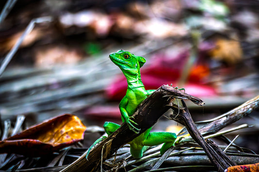 Jesus Christ Lizard