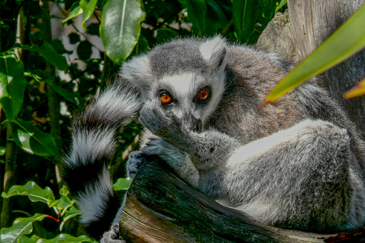 Ring-Tailed Lemur