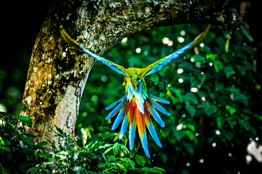 Great Green Macaw in Flight