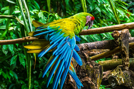 Macaw Wing